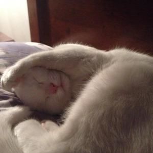 Meet your Posher, Poupée